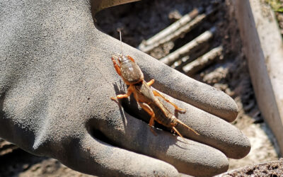 Kertünk ellensége a lótetű, hogyan védekezzünk ellene?