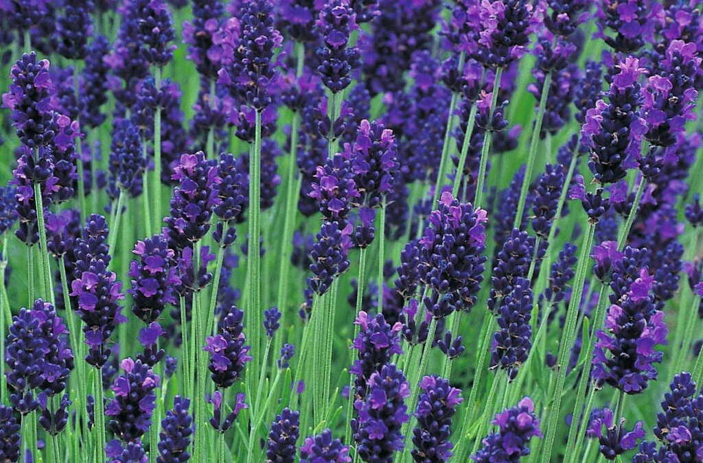 A levendulák 8 varázslatos fajtája