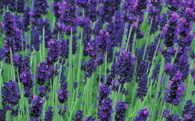 A levendulák 8 varázslatos fajtája